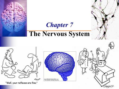 Chapter 7 The Nervous System. Functions of the Nervous System 1. Sensory input – gathering information  monitor changes inside and outside the body 