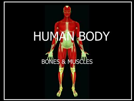 HUMAN BODY BONES & MUSCLES TOPICS Bones. The various types of joints & their functions. Various types of muscle movements in man body.