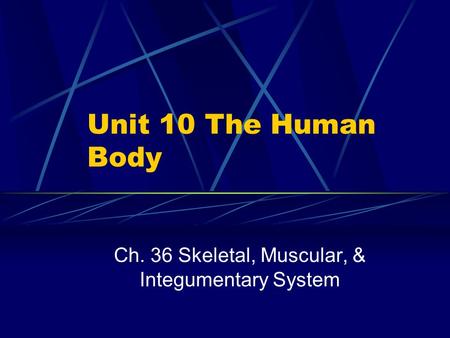 Unit 10 The Human Body Ch. 36 Skeletal, Muscular, & Integumentary System.