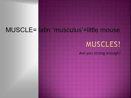 Are you strong enough? MUSCLE= latin ‘musculus’=little mouse.