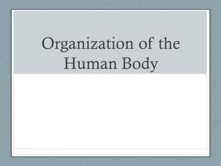 Organization of the Human Body. Do Now There are 11 human body systems. Name as many as you can. As an added bonus, can you tell me what each system does?