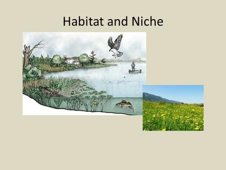 Habitat and Niche.