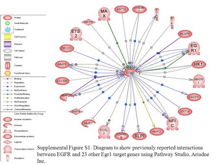Supplemental Figure S1: Diagram to show previously reported interactions between EGFR and 23 other Egr1 target genes using Pathway Studio, Ariadne Inc.