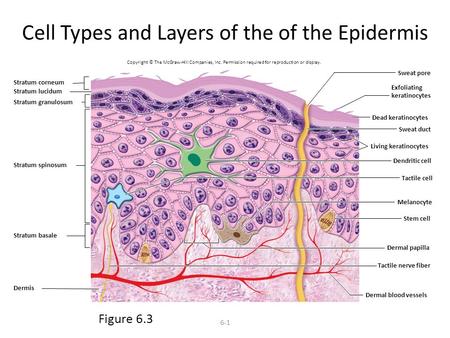 Cell Types and Layers of the of the Epidermis
