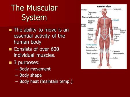 The Muscular System The ability to move is an essential activity of the human body The ability to move is an essential activity of the human body Consists.