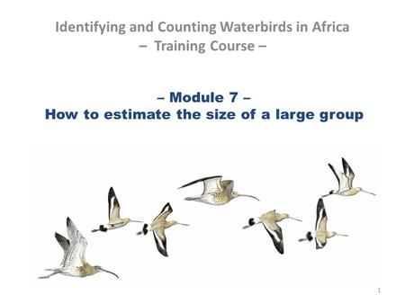 – Module 7 – How to estimate the size of a large group Identifying and Counting Waterbirds in Africa – Training Course – 1.