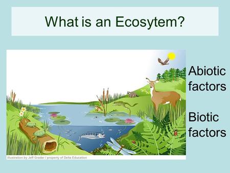 What is an Ecosytem? Abiotic factors Biotic factors.
