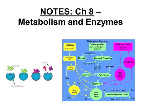 NOTES: Ch 8 – Metabolism and Enzymes