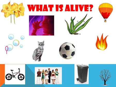 What is alive?. What do all animals do? What do all plants do?