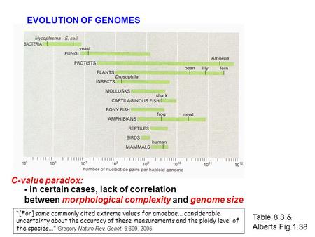 Table 8.3 & Alberts Fig.1.38 EVOLUTION OF GENOMES C-value paradox: - in certain cases, lack of correlation between morphological complexity and genome.