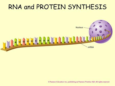RNA and PROTEIN SYNTHESIS © Pearson Education Inc, publishing as Pearson Prentice Hall. All rights reserved.