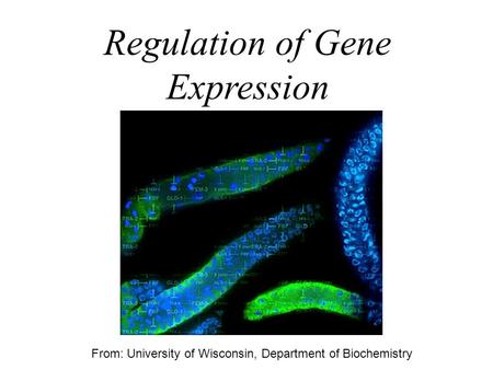 Regulation of Gene Expression From: University of Wisconsin, Department of Biochemistry.