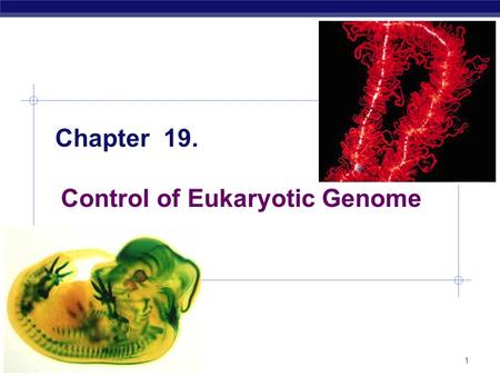 Control of Eukaryotic Genome