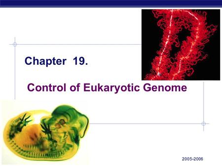 AP Biology 2005-2006 Chapter 19. Control of Eukaryotic Genome.
