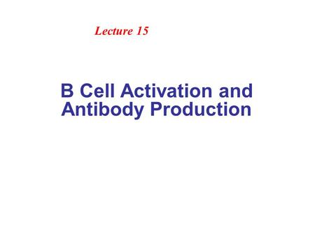 B Cell Activation and Antibody Production Lecture 15.