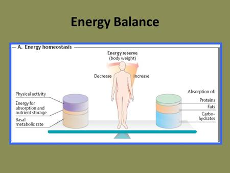 Energy Balance.  BMR is predicted by lean body mass (i.e. total body mass - fat mass), and varies with gender and age.  Extra metabolic energy is consumed.