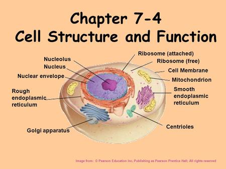 Chapter 7-4 Cell Structure and Function Image from: © Pearson Education Inc, Publishing as Pearson Prentice Hall; All rights reserved Nucleolus Nucleus.