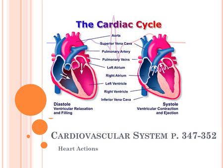 C ARDIOVASCULAR S YSTEM P. 347-352 Heart Actions.