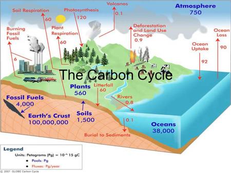 The Carbon Cycle.