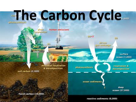 The Carbon Cycle. Science 10 Data Booklet Shows Three Parts to the cycle 1)Cycling Carbon: The carbon that is moving through the ecosystem.