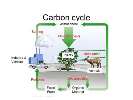 Carbon cycle Plants Animals Industry & Vehicles Organic Material Fossil Fuels Atmosphere Photosynthesis Respiration Decomposition Burning Pumping.