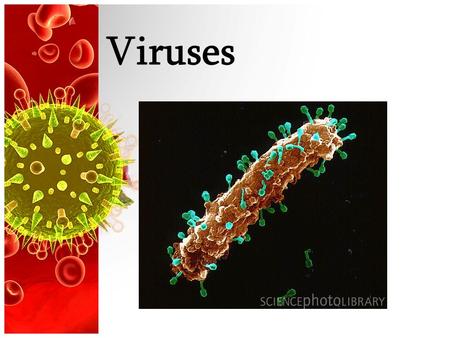 Viruses. What Is a Virus? Viruses are particles of nucleic acid (DNA/RNA), and a protein coat. All viruses enter living cells and use the infected cell.