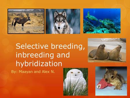 Selective breeding, inbreeding and hybridization By: Maayan and Alex N.