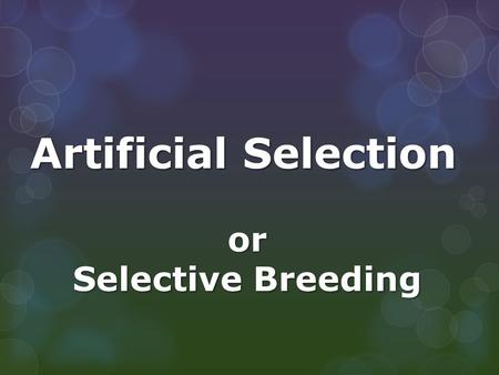 Artificial Selection or Selective Breeding. What is Selective Breeding?  Selective breeding is the process of breeding plants and animals for particular.