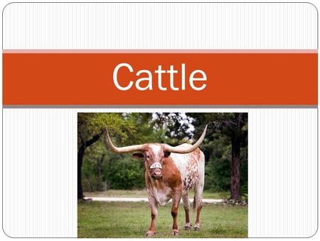 Cattle. Cattle Math You are a rancher in Texas and your currently have 300 head of cattle. The going rate for cattle in Texas is $4 a head. You hear that.