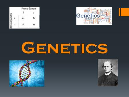 Genetics.  Mendel  Studied pea plants.  Traits: something passed from parent to child.