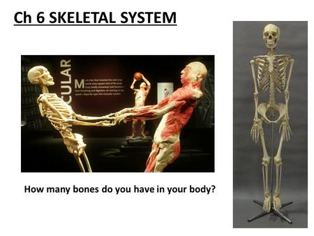 Ch 6 SKELETAL SYSTEM How many bones do you have in your body?
