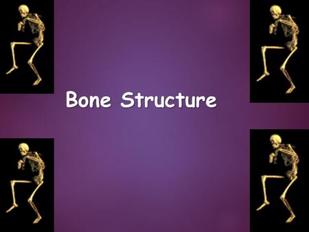 Bone Structure.