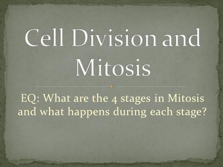 EQ: What are the 4 stages in Mitosis and what happens during each stage?