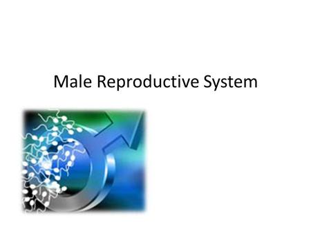 Male Reproductive System. Labeling TestisEpididymis ScrotumVas deferens ProstateSeminal vesicle Urinary bladder Rectum PenisCowper’s Glands Urethra.