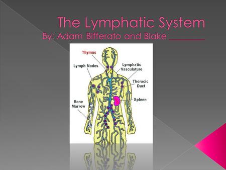  The lymphatic system is the drainage system in the body. It is also the immune system. The organs are as follows; The bone marrow, spleen, thymus gland,