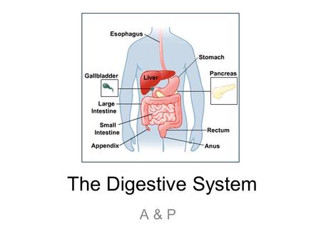 The Digestive System A & P. 15.1 Functions: mechanical and chemical breakdown of food *absorption of nutrients Consists of alimentary canal and accessory.