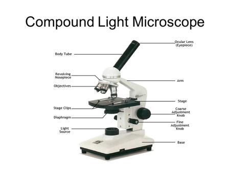 Compound Light Microscope. Transmission Electron Microscope (TEM)