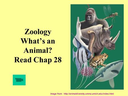 Zoology What’s an Animal? Read Chap 28 Image from: