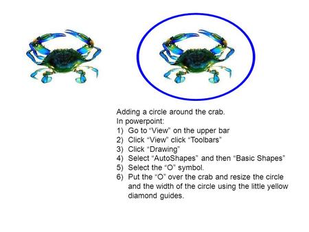 Adding a circle around the crab. In powerpoint: 1)Go to “View” on the upper bar 2)Click “View” click “Toolbars” 3)Click “Drawing” 4)Select “AutoShapes”