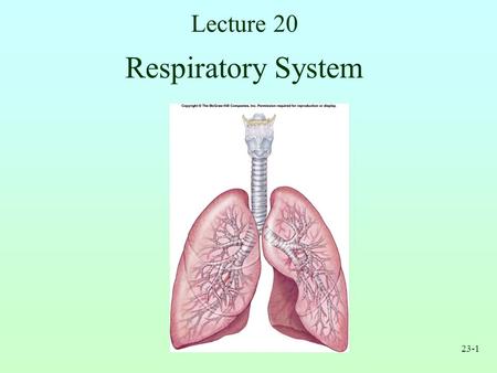Lecture 20 Respiratory System.