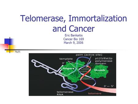 Telomerase, Immortalization and Cancer Eric Bankaitis Cancer Bio 169 March 9, 2006 Fig.[9]
