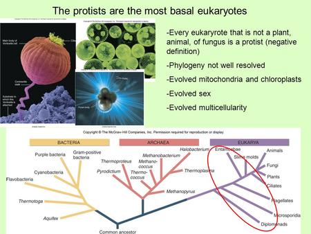The protists are the most basal eukaryotes -Every eukaryrote that is not a plant, animal, of fungus is a protist (negative definition) -Phylogeny not well.