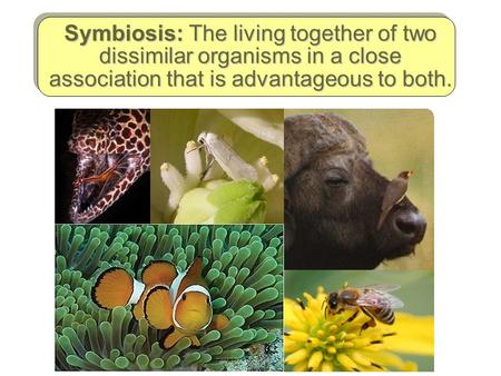 Symbiosis: The living together of two dissimilar organisms in a close association that is advantageous to both.