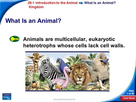 End Show 26-1 Introduction to the Animal Kingdom Slide 1 of 49 Copyright Pearson Prentice Hall What Is an Animal? Animals are multicellular, eukaryotic.