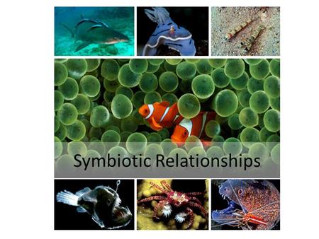 Symbiotic Relationships. The three types of symbiosis, plus 1.