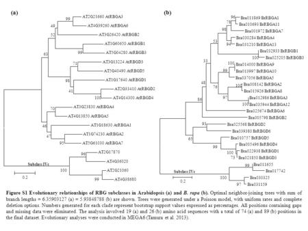 Figure S1 Evolutionary relationships of RBG subclasses in Arabidopsis (a) and B. rapa (b). Optimal neighbor-joining trees with sum of branch lengths =