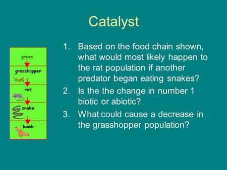 Catalyst Based on the food chain shown, what would most likely happen to the rat population if another predator began eating snakes? Is the the change.