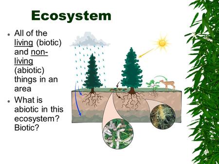 Ecosystem All of the living (biotic) and non- living (abiotic) things in an area What is abiotic in this ecosystem? Biotic?