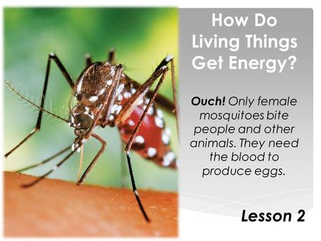 How Do Living Things Get Energy? Ouch! Only female mosquitoes bite people and other animals. They need the blood to produce eggs. Lesson 2.
