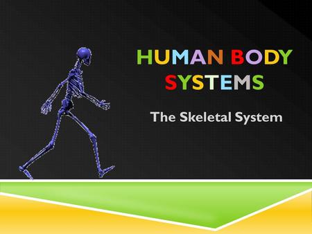 HUMAN BODYSYSTEMSHUMAN BODYSYSTEMS The Skeletal System.